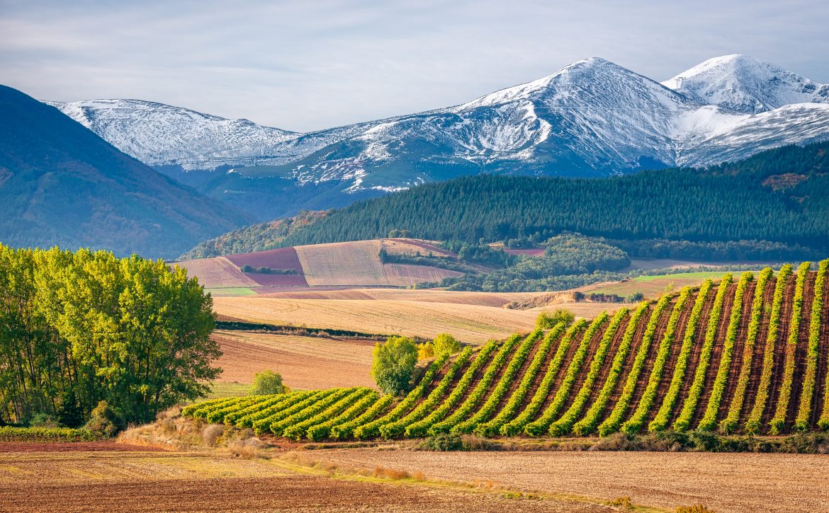 Vineyards with San Lorenzo mountain as background, La Rioja, Spain