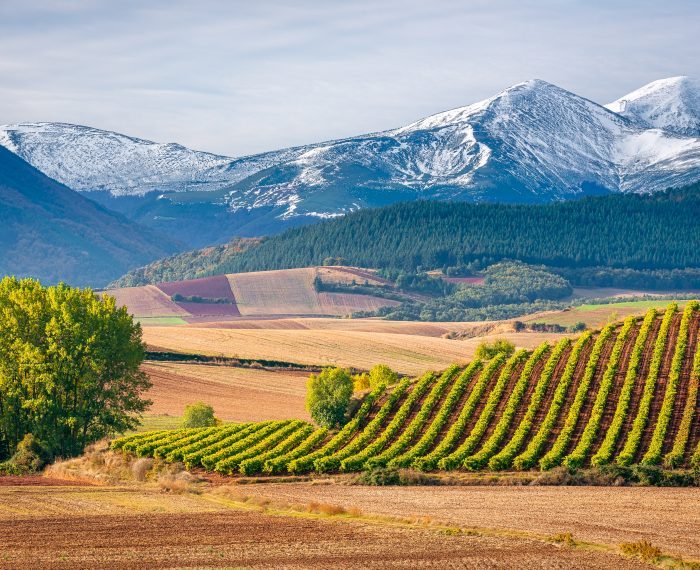 Vineyards with San Lorenzo mountain as background, La Rioja, Spain