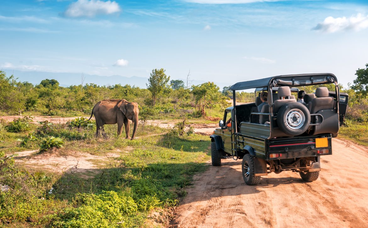 live elephant on safari