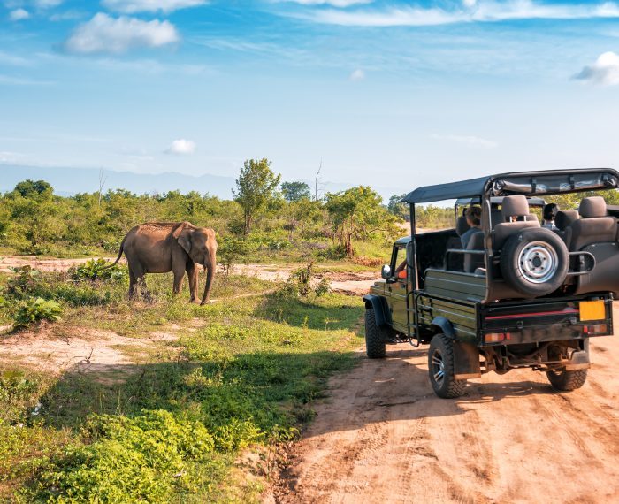 live elephant on safari