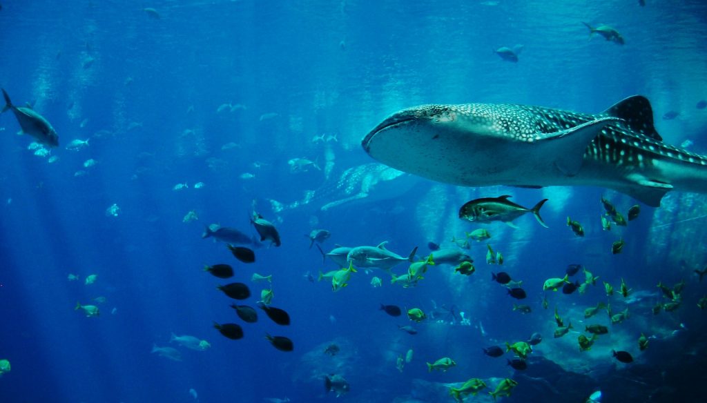 Whale shark specimen, Dhidhdhoo Beyru, Ari Atoll