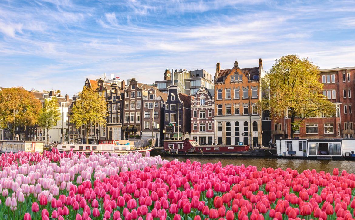 Amsterdam Netherlands, city skyline Dutch house at canal waterfront with spring tulip flower