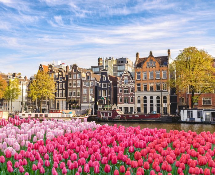 Amsterdam Netherlands, city skyline Dutch house at canal waterfront with spring tulip flower