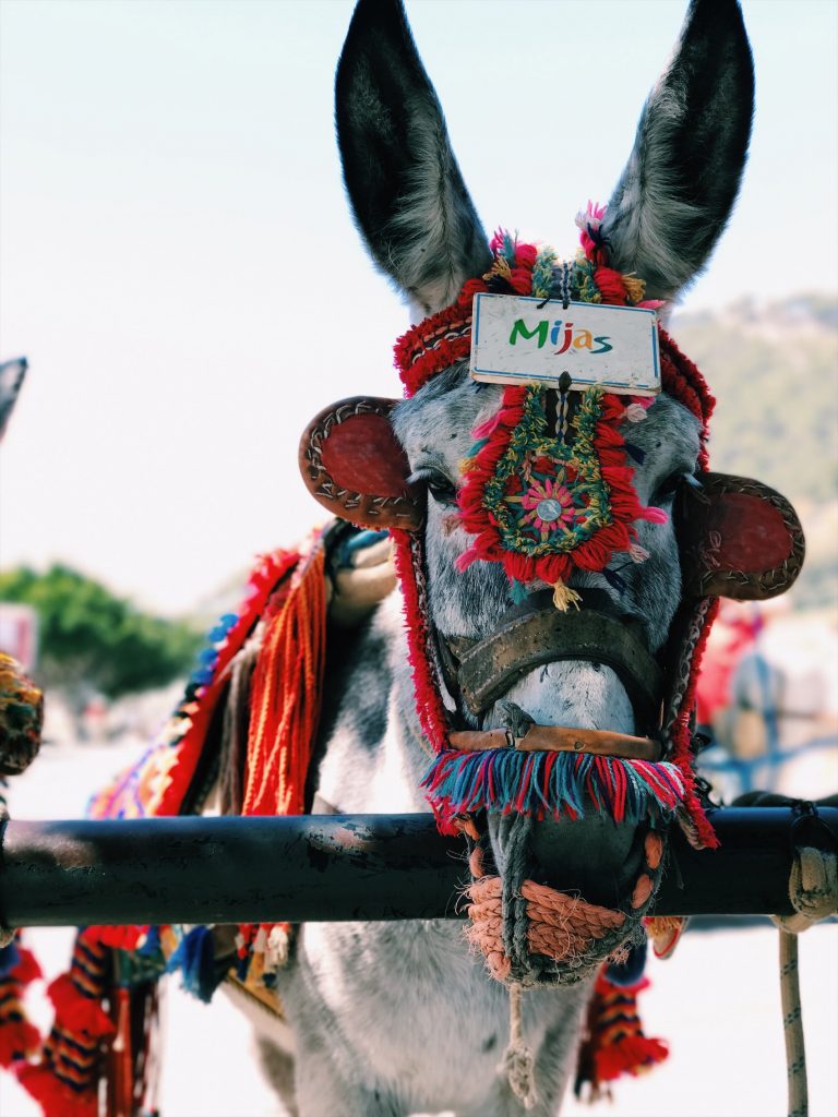 llittle donkey